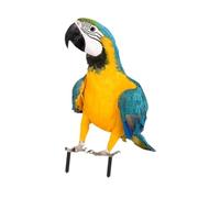 perfk Parrot Ground Stake Decorative Stake Garden Decoration Parrot Ornament for Patio