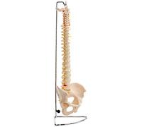 PERFORMANCE HEALTH Life Size Flexible Vertebral Column with Pelvis - Anatomical Spine Model for Home, School, Medical Clinics - Highly Detailed, Fully Flexible, 83cm (32") Skeleton Model with Stand