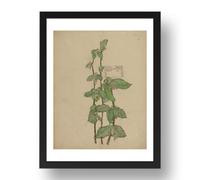 Period Prints Hazel Bud by Charles & Margaret Rennie Mackintosh, A3 Frame