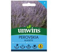 Perovskia Bluesette
