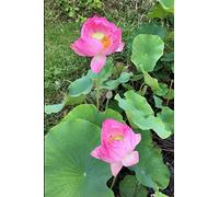 Perpetual Gardening Diary: 366 pages with dates, journal, planner, scheduler, organizer for a continuous yearly record of your garden