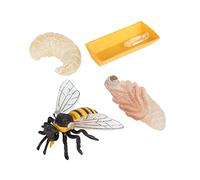 PERSELOSO 1Set Bee Growth Model Figurines Educational Enlightenment Fun Cognitive Development Decoration for Early Childhood Learning