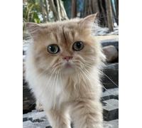 Persian Cat Portrait Wall Art Poster, Cream Coloured Cat with Green Eyes
