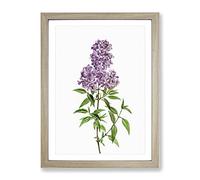 Persian Lilac Flowers By Pierre Joseph Redoute Vintage Framed Wall Art Print, Ready to Hang Picture for Living Room Bedroom Home Office Décor, Oak A2 (64 x 46 cm)