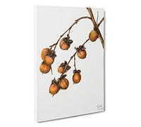 Persimmon By Mary Vaux Walcott Canvas Print | Gallery Wrapped 30mm Frame Wall Art | 30x20 inches | Ready to Hang | Contemporary Picture | Living Room Bedroom Lounge Office