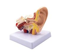 Persistence 1.5X Human Ear Anatomy Model - Professional Desktop Inner Ear Structure Simulation Model for Education