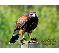 Personalised Harris Hawk Bird of Prey Greeting Card (Birthday, Christmas, Any Occasion) - Custom Card for Him or Her Male Female Family Kids Boys Girls any Age
