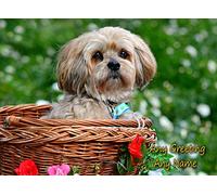 Personalised Lhasa Apso Dog Greeting Card (Birthday, Mothers Day, Fathers Day, Christmas, Blank) - Custom Card for Him Her Male Female Family Kids