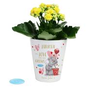Personalised Memento Company Personalised Me To You Love Grows Plant Pot