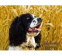 Personalised Springer Spaniel Dog Greeting Card (Birthday, Christmas, Any Occasion) - Custom Card for Him or Her Male Female Family Kids Boys Girls any Age