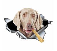 Personality PVC Decal Weimaraner V4 Car Sticker on Motorcycle Laptop Decorative Accessories 13/15/17CM(11,26 CM)