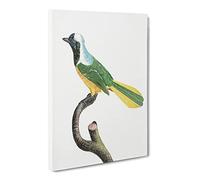 Peruvian Jay Bird By Jacques Barraband Canvas Print | Gallery Wrapped 30mm Frame Wall Art | 24x16 inches | Ready to Hang | Retro Animals Picture | Living Room Bedroom Lounge Office