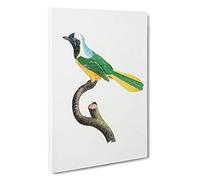 Peruvian Jay Bird by Jacques Barraband Canvas Print | Gallery Wrapped 30mm Frame Wall Art | 30x20 inches | Ready to Hang | Modern Animals Picture | Living Room Bedroom Lounge Office