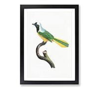 Peruvian Jay Bird by Jacques Barraband Framed Print | A2 Black Framed Wall Art | Ready to Hang | Modern Nature Picture | Living Room Bedroom Lounge Office