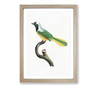 Peruvian Jay Bird by Jacques Barraband Framed Print | A2 Oak Framed Wall Art | Ready to Hang | Modern Nature Picture | Living Room Bedroom Lounge Office