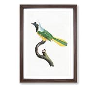 Peruvian Jay Bird by Jacques Barraband Framed Print | A2 Walnut Framed Wall Art | Ready to Hang | Modern Nature Picture | Living Room Bedroom Lounge Office