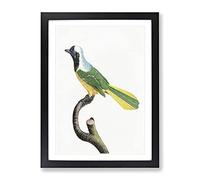 Peruvian Jay Bird By Jacques Barraband Vintage Framed Print | A2 Black Framed Wall Art | Ready to Hang | Classic Nature Picture | Living Room Bedroom Lounge Office