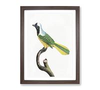 Peruvian Jay Bird By Jacques Barraband Vintage Framed Print | A2 Walnut Framed Wall Art | Ready to Hang | Classic Nature Picture | Living Room Bedroom Lounge Office