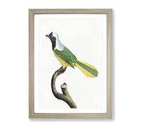 Peruvian Jay Bird By Jacques Barraband Vintage Framed Print | A3 Oak Framed Wall Art | Ready to Hang | Classic Nature Picture | Living Room Bedroom Lounge Office