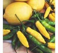 Peruvian Lemon Drop Hot Pepper - Fruity Citrus Chilli Seeds - Thompson & Morgan