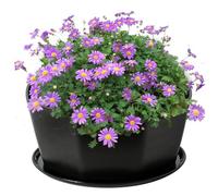 Pesoncarl Flower Pots, 8" Succulent Pots,Ceramic Succulent Planter Pots with Drainage Hole,Shallow Plant Pot, Flower Pot for Indoor Plants Round Shallow Bonsai Pot with Bamboo Tray, Black