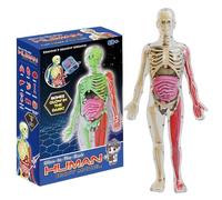 Pesoncarl Human Body Model for Kids, Glow in The Dark Realistic Human Anatomy Model, DIY Detachable Body, Educational Anatomy for Kids Gifts, Toys