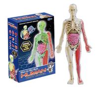 Pesoncarl Human Body Model for Kids, Glow in The Dark Realistic Human Anatomy Model, DIY Detachable Body, Educational Anatomy for Kids Gifts Party Favour