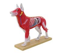 Pet Acupoint Demonstration Model with Marked Meridian Points Anatomical Canine Feline Acupoint Model for Education Pet Needling Practice