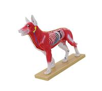 Pet Acupoint Demonstration Model with Marked Meridian Points Anatomical Canine Feline Acupoint Model for Education Veterinary Needling Training Tool
