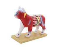 Pet Acupoint Demonstration Model with Marked Meridian Points Anatomical Canine Feline Acupoint Model for Education Veterinary Needling Training Tool