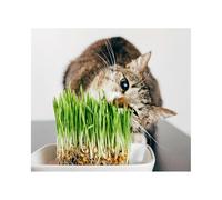 Pet Barley Grass Seed for Cats, Dogs & Small Pets - Grow Your Own | UK, Regeneratively Farmed Seed (5kg in a 10L Bucket)