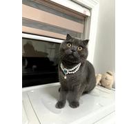 Pet Beautiful Necklace, Teddy Adjustable Collar,Pet Double Row Pearl Collar for Cat and small Dog for party,birthday (Sapphire, L(30-35cm/11.8''-13.8''))