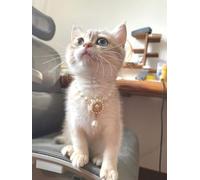 Pet Beautiful Necklace, Teddy Adjustable Collar,Pet Double Row Pearl Collar for Cat and small Dog for party,birthday (Single-layer pearl band with pearl pendant, M(25-30cm/9.8''11.8''))