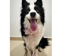 Pet Beautiful Pearl Necklace for man, Adjustable bow tie Collar, Pet beauty Collar for woman Cat and Dog, Girl Clothing Dress Accessories (Pink organza bow tie, L(30-35cm/11.8''-13.8''))