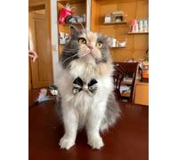 Pet Beautiful Pearl Necklace for man, Teddy Adjustable bow tie Collar Pet Collar Cat and Dog Jewelry for party,birthday (black-tie, L(30-35cm/22.8''-13.8''))