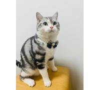 Pet Beautiful Pearl Necklace for man, Teddy Adjustable bow tie Collar Pet Collar Cat and Dog Jewelry for party,birthday (black-tie, M(25-30cm/9.8''-11.8''))
