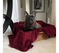 Pet Blanket - Earl Claret Bown of London Burgundy Size 1