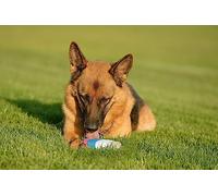 Pet Brands Ice Cream Plush Hydration Cooling Summer Dog Toy 6x6x12.6cm