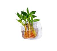 Pet Friendly Wall Hanging Aquariums With Hydroponic Plant Gardening Container For Hydroponic Plant Indoor Decoration Office Wall Fish Tanks