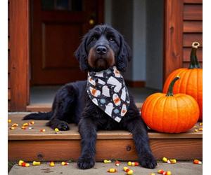 Pet Halloween Ghost Tie Bandana