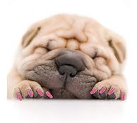 Pet Nail Grooming Cover Safe Non-Toxic PVC Nail Cap for Preventing Scratches on Floors Sofas and People 100PCS (XL)