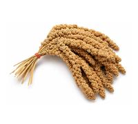 Pet Ting 1Kg Millet Spray for Birds and Small Animals - budgies, Canaries, Cocktaiel, Parrots ETC