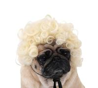 Pet Wig Funny Dog Cat Cosplay Wig Adjustable Pet Costume Headwear Dress Up Decoration Headgear for Small Medium Large Dogs Cats, for Halloween Christmas Eve Festival Party Photo Shoots