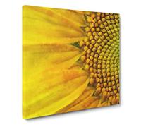 Petals of the Yellow Sunflower Canvas Print | Gallery Wrapped 30mm Frame Wall Art | 20x20 inches | Ready to Hang | Modern Floral Picture | Living Room Bedroom Lounge Office