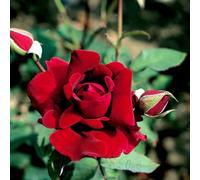 Peter Beales Crimson Glory Rose, Bee Friendly, Beautiful scent, Deep Red Velvet Tones