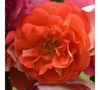 Peter Beales Eternal Flame Rose, Highly Scented, Shrub Rose, Tolerant to Poorer Soils, Orange