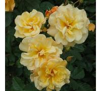 Peter Beales Roses Autumn Sunset Shrub Rose, 120cm x 90cm, Deep Yellow Double Blooms, Fragrant