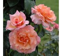 Peter Beales Roses Compassion Climbing Rose, Apricot, Copper, Yellow, Pink, Double Blooms, Very Fragrant, 300cm x 180cm