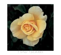 Peter Beales Roses Diamond Jubilee Hybrid Tea Rose, Buff Apricot, Double Bloom, Fragrant, 90cm x 60cm