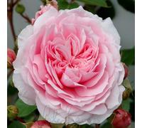 Peter Beales Roses Dunham Massey, Modern Classic Shrub Rose, Pink, Repeat Flowering, 120cm x 90cm